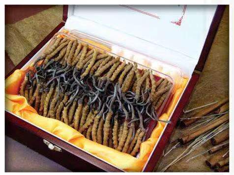 麻章冬虫夏草回收